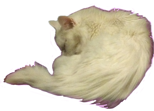 Sleeping white long-hair cat