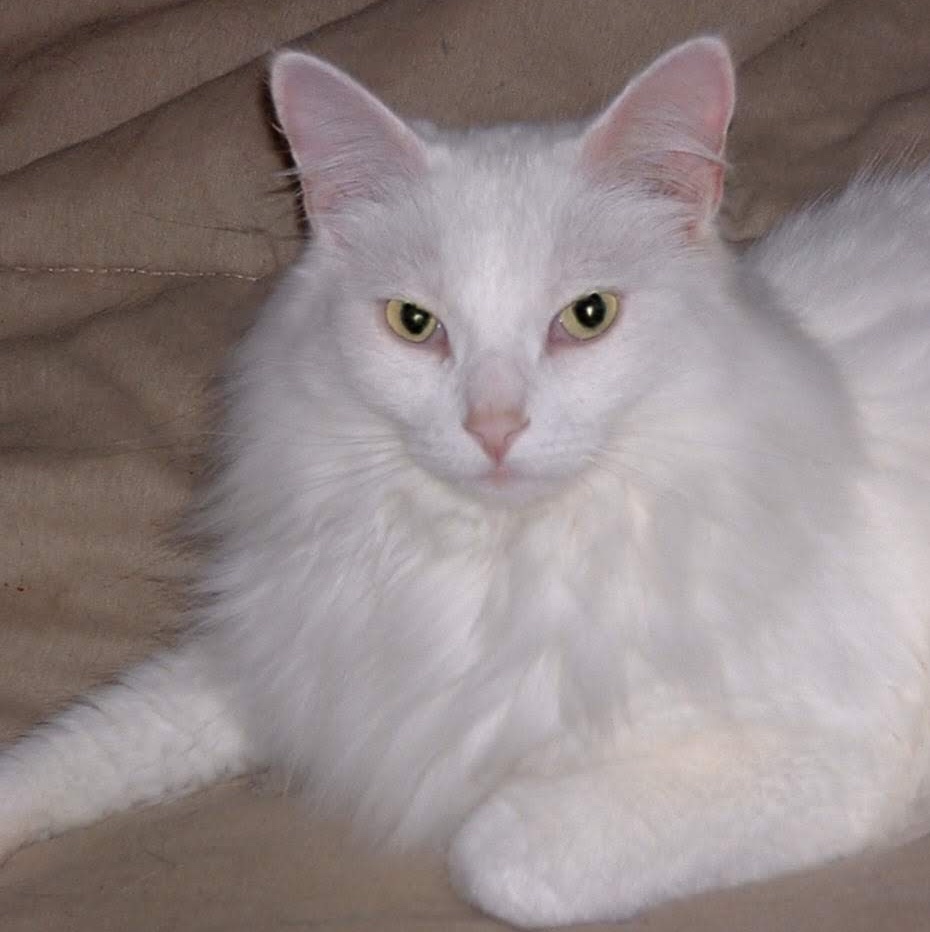 Portrait of Bumble an all white cat with yellow eyes, sitting up facing the camera.